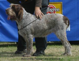 BANNONBRIG PAINTED LADY OF BOXLOCK