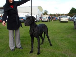 Beauty Crufts Qualified 2009
