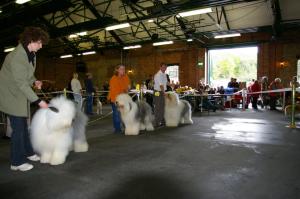 White Rose Open Show  11/10/08 (Max in the middle)