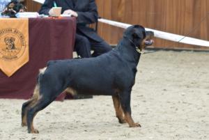 Meggie @ SWRA CH Show