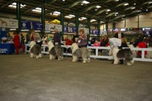 Mid Counties Ch Show 24/10/08  Max - 3rd from left