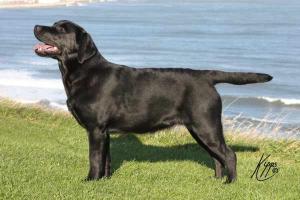 Our Ruby Scooby Tuesday.