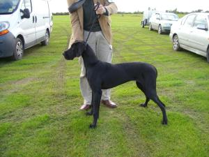 Standing at Show only 7 months old