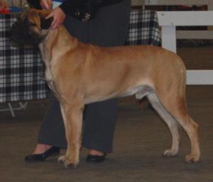 Kobi 7 months old (Tazamo Veni Vidi Vici)