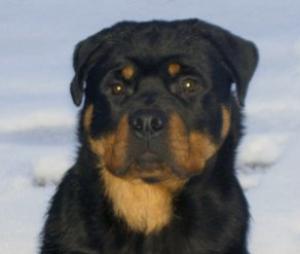 DENZIL