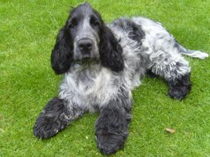 Blue Roan