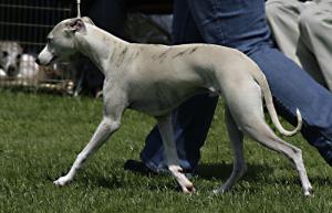 willingwisp star legend (Biscuit)