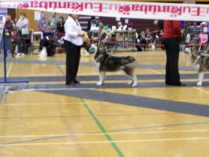 Kaiser at Otley Canine