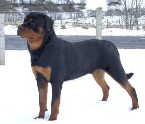 Balou 11 months