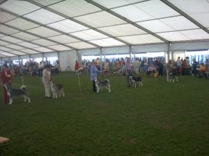 Tikaani At Builth Wells