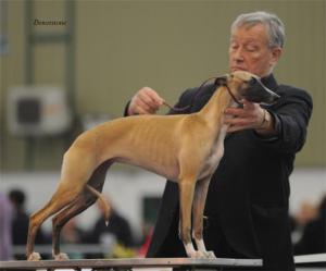 CH Barnesmore Red Rose at Palmik JW~ Best In Show 