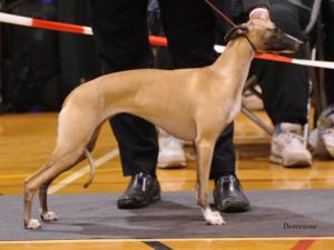 Barnesmore Red Rose at Palmik JW~Best Puppy Bitch