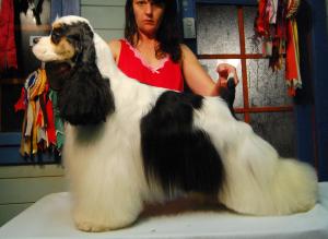 RESERVE BEST IN SHOW AT THE NORTH WESTERN SPANIELS
