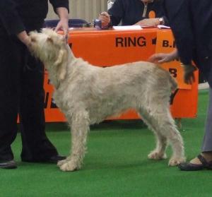 Breed Class
