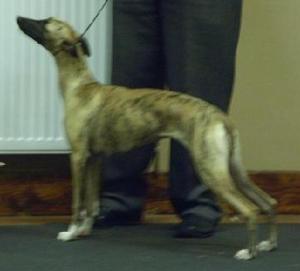 Barnesmore Red Rose at Palmik JW~ Best Puppy  