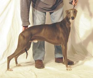 Chalimar X R de Chambord