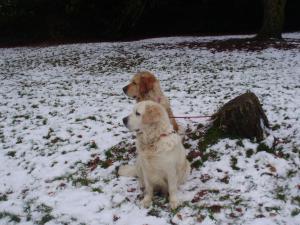 Ellie 3 years molly 6