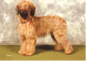 stormsmist ici est dakota