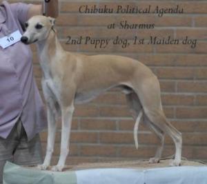 Chibuku Political Agenda at Sharmus