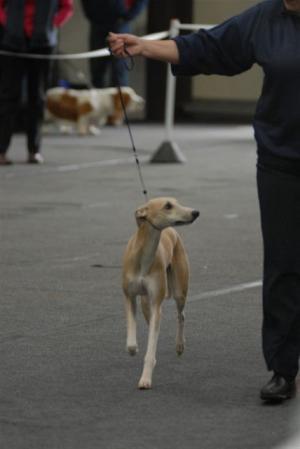 Chibuku Political Agenda at Sharmus