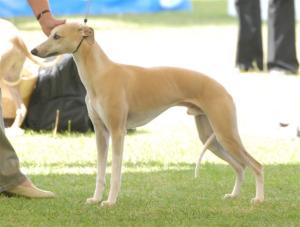 Chibuku Political Agenda at Sharmus