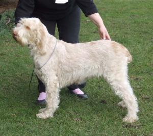 Leics Gundog