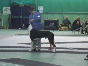 Turbo at Midland & West of England Great Dane Club