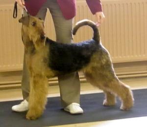 RYLLIS - BEST IN SHOW