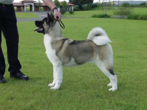 SHYLLAR TRENDI NOSE TO TAIL