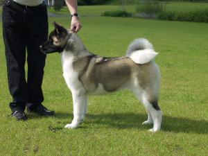 SHYLLAR TRENDI NOSE TO TAIL