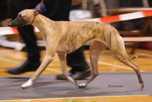 Barnesmore Red Rose at Palmik JW