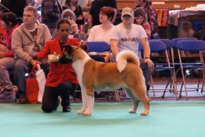 Diva at Crufts