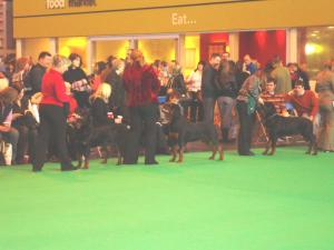 Balou wins 3rd at Crufts