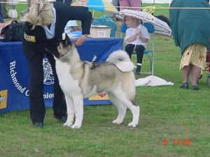 SHYLLAR TRENDI NOSE TO TAIL