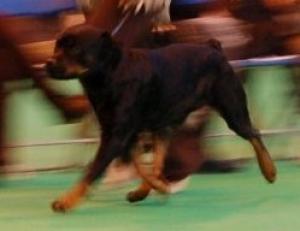 Phoebe @ Crufts 09