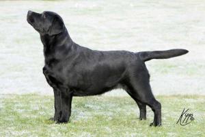 Hattie (Shaymiloney Sweetpea)