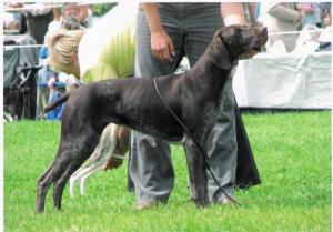 Stairfoot Sandgoose JW