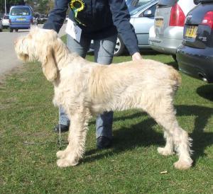 Pearl at her first Open show