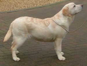  BREEZE,SHOWING.