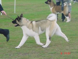 SHYLLAR TRENDI NOSE TO TAIL