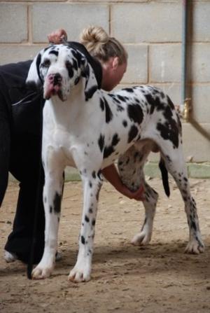 Enzo