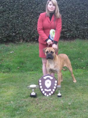 Blaze BPIS - Southern Bullmastiff Society