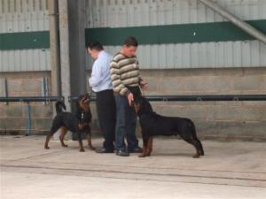 Gruber in the line up for best puppy dog