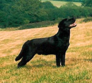 Quest aged 7 months
