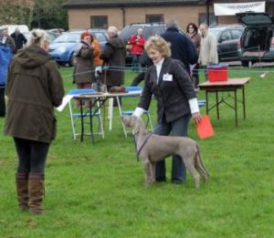 B.P.I.B  East Anglian Gundog