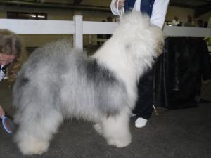 National Dog Champ Show