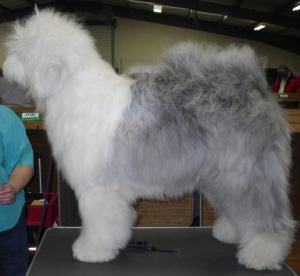 National Dog Champ Show