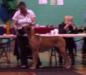 Alvenia after being chosen Best Bitch In Show