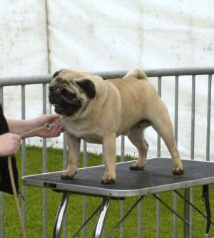 Pugsley at the Royal Welsh