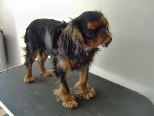 timo